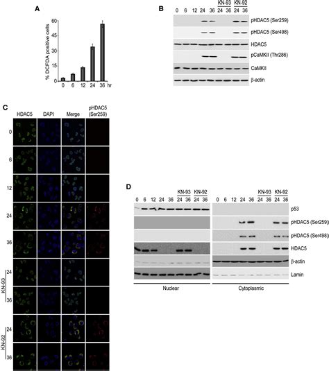 HDAC5 A Key Component In Temporal Regulation Of P53 Mediated