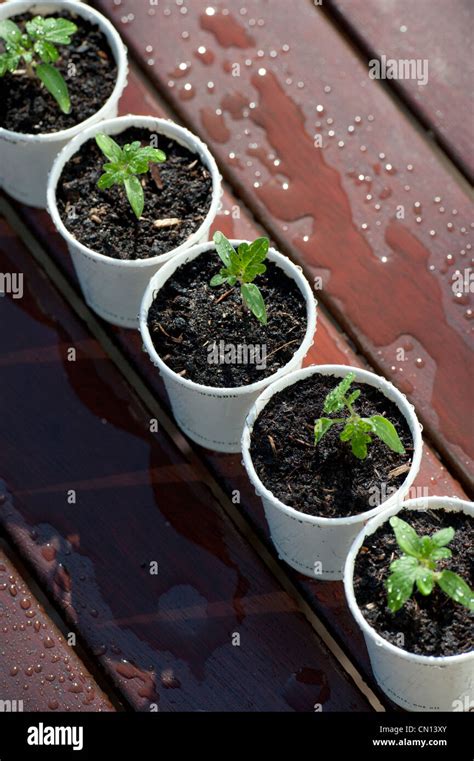 Regar Pl Ntulas De Tomate En Macetas Biodegradables Con Una Semilla