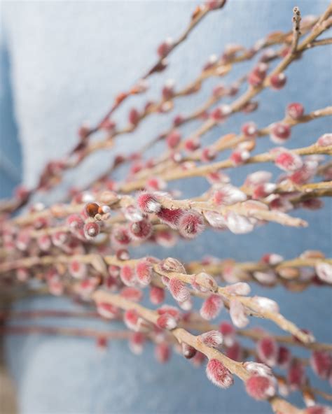 Pink Pussy Willow Flower Farmer