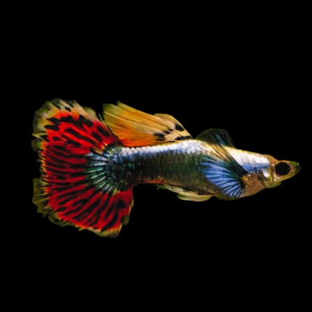 Elephant Ear Male Guppy Poecilia Reticulata 3cm Sims Tropical Fish