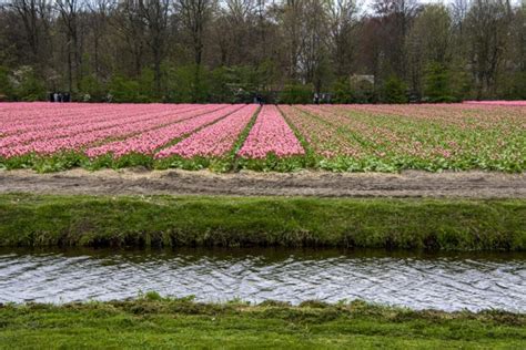 Tulip Fields In Holland Free Stock Photo - Public Domain Pictures