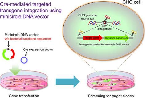 Cremediated Transgene Integration In Chinese Hamster Ovary Cells Using