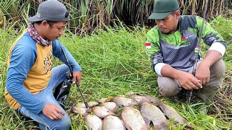 Mancing Ikan Gurame Di Spot Pedalaman Hutan Riau Seperti Mancing