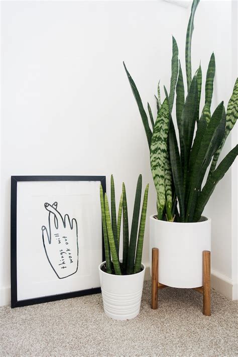 Plantas para diseño de interiores