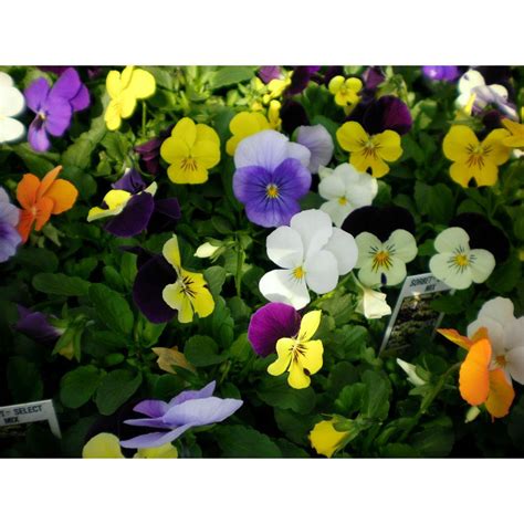 Viola Mixed 6 Pack Clonmel Garden Centre Ireland