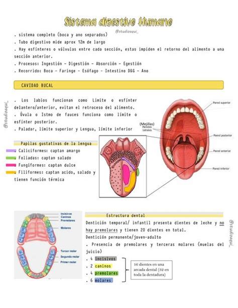 Sistema Digestivo Humano Studioaqui UDocz