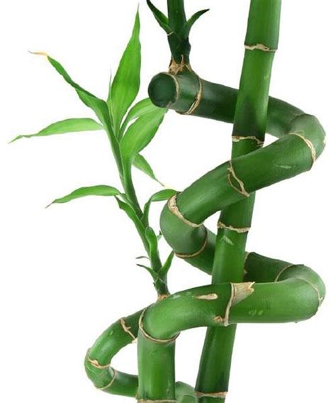 10 Beautiful Pictures of Lucky Bamboo Arrangements | LoveToKnow