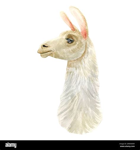 Retrato Realista Alpaca Lama Ilustración De Acuarela Rizado Y