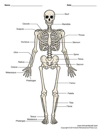 Printable Human Skeleton Diagram - Labeled, Unlabeled, and Blank