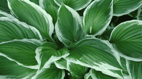 16 Best Companion Plants For Hostas (Plus 3 Types To Avoid)