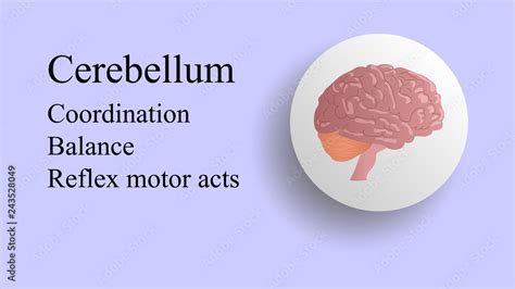 Cerebellum vector. Brain lobes vector illustration. Human brain ...