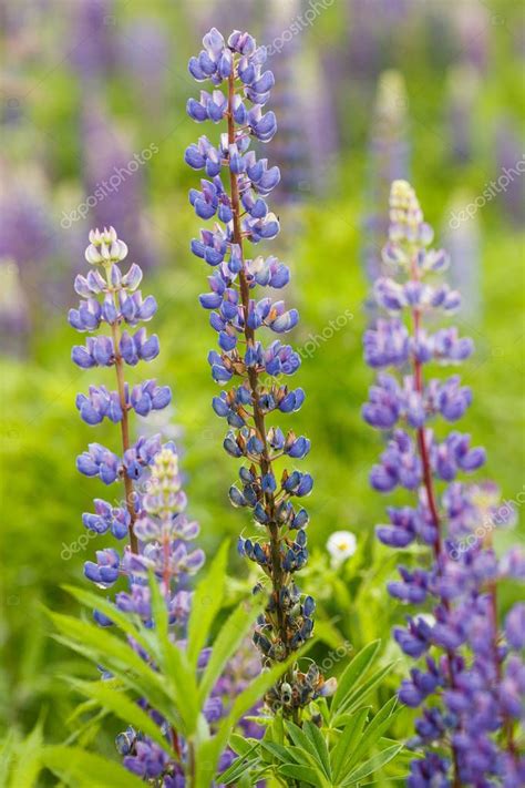 Campo lupino con flores rosa púrpura y azul Ramo de altramuces fondo