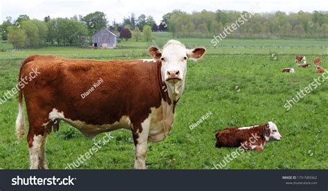 Herford Cattle Stock Photos Images Photography Shutterstock