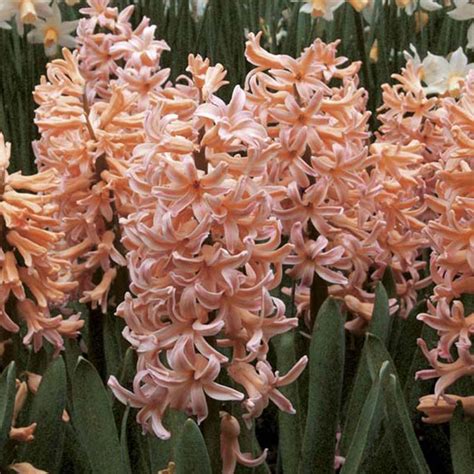 Jacinthe Gipsy Queen Hyacinthus X Orientalis