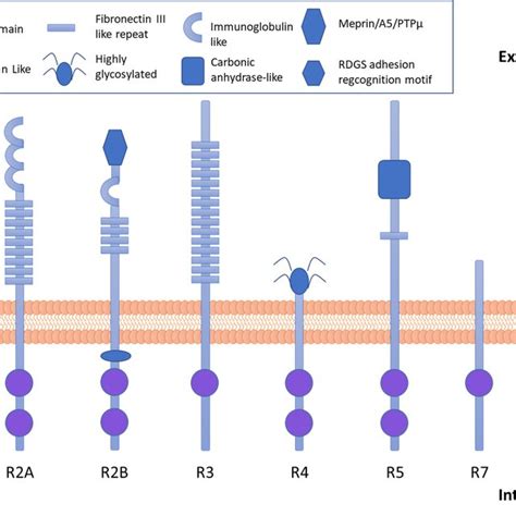 Schematic Diagram Of The Receptor Protein Tyrosine Phosphatases Rptps