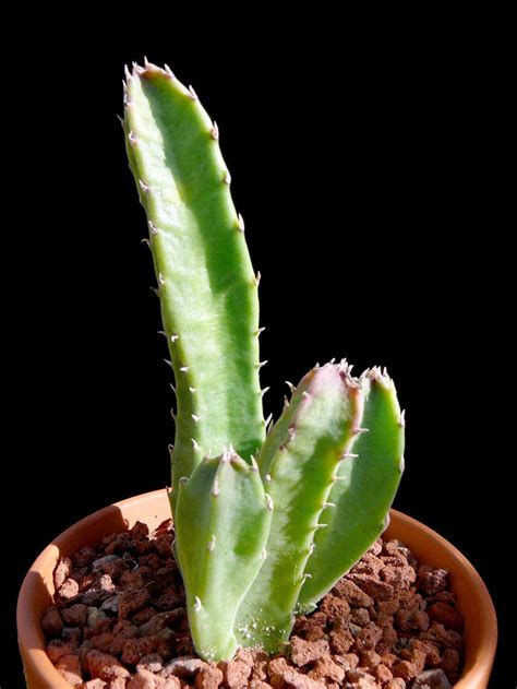 Stapelia hirsuta