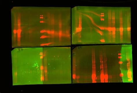 Western blotting transfer problem | ResearchGate