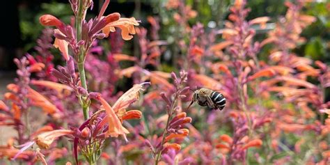 Attracting Blue Banded Bees To Your Garden Yergan Landscape