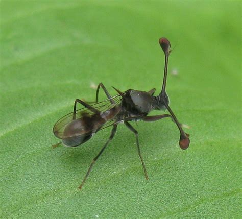 Stalk Eyed Fly Diasemopsis A Stalk Eyed Fly Diasemopsis Flickr