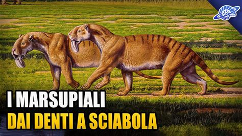 I Marsupiali Dai DENTI A SCIABOLA YouTube