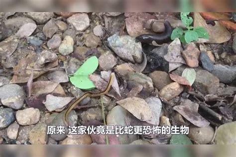 男子发现一根“金线”，却是比蛇更恐怖的生物，切断都不死！生物男子