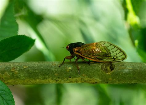 Annual and Periodical Cicadas: What You Should Know