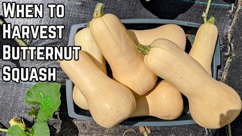 When To Harvest Butternut Squash BEST TIPS YouTube