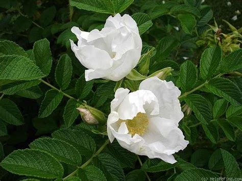 Rosa Rugosa Alba - Otto & Sons Nursery