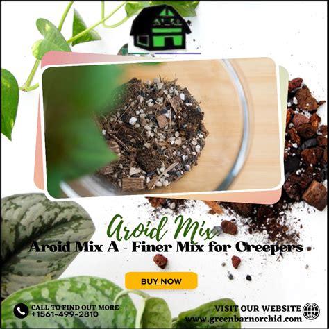 Buy Aroid Mix At A Reasonable Price Green Barn Orchid Green Barn