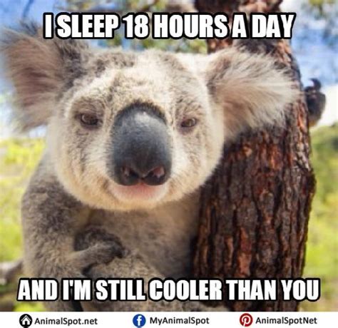 Sad Koala Bear Meme