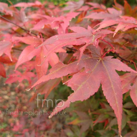 A Big Photo Of Acer Palmatum Leaf Close Up From Findmeplants