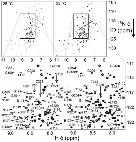 2D 1 H 15 N TROSY HSQC NMR spectra of 75 µM 15 N labelled FBD in