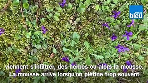 Roland Motte Jardinier Et Si Vous Laissiez Poussez Les Fleurs