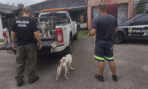 Operação É O Bicho apura mais de 50 denúncias de maus tratos contra