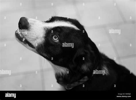 Perro Gruñendo Imágenes De Stock En Blanco Y Negro Alamy