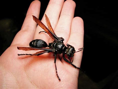 6 Things To Know About Tarantula Hawk Wasps With Traumatically Painful Sting In San Antonio