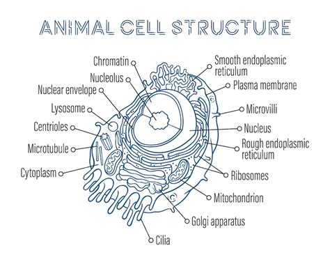 Premium Vector | Schematic structure of animal cell.