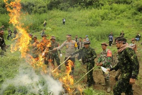 BNN Musnahkan 4 Hektar Ladang Ganja Siap Panen