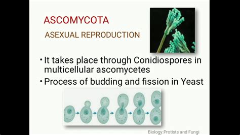 Ascomycetes Lecture 2 Nccs Bio 2 Youtube