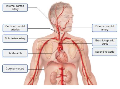 Ob Blood Supply Of Head And Neck Flashcards Quizlet