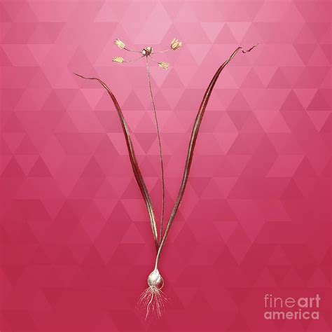 Vintage Allium Scorzonera Folium In Gold On Viva Magenta Mixed Media By