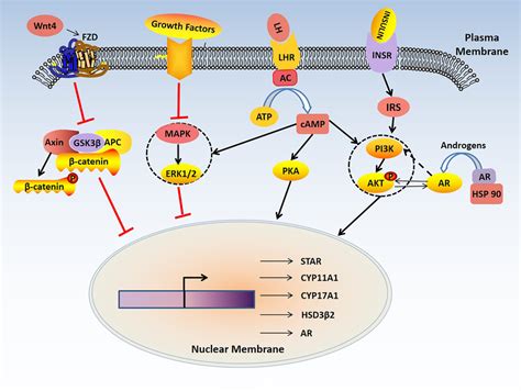 The Signal Pathways Related With Androgen Synthesis In Polycystic Ovary