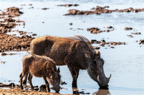 Warthogs Front Feet Stock Image Image Of Sand Size 30481071