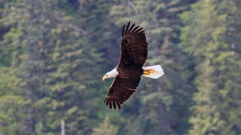 Bald Eagles Flying