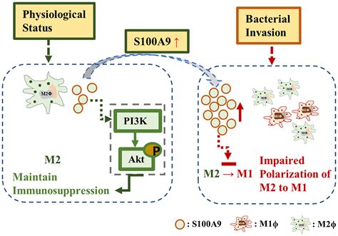 Frontiers S A Activates The Immunosuppressive Switch Through The