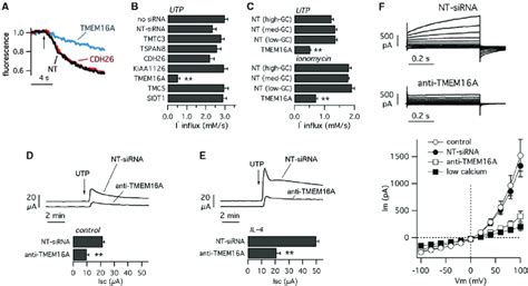 Down Regulation Of Ca Dependent Anion Transport By Tmem A