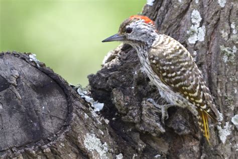 Wrynecks Piculets Woodpeckers Holmen Birding Safaris