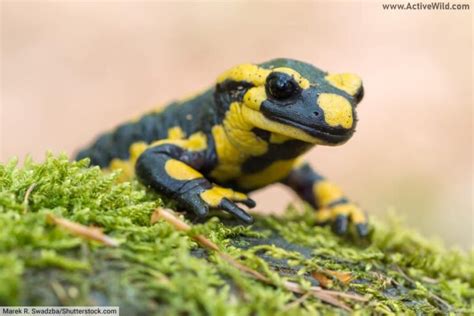 List Of Amphibians With Pictures And Facts Examples Of Amphibian Species