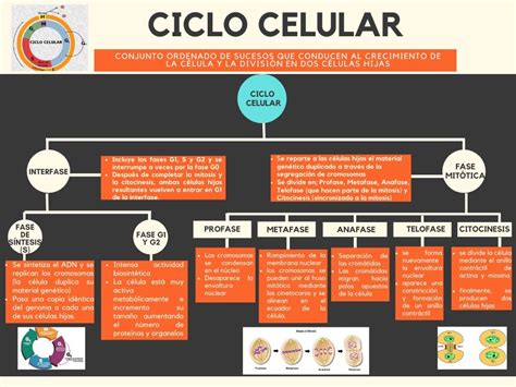 Mapa Mental Ciclo Celular Edukita