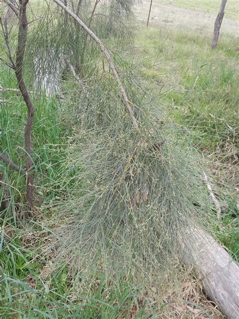 Winged Broom Pea In October By Kjell Knable Inaturalist